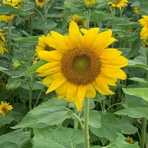 Meet your Posher, Marcella